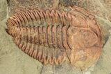 Bright Orange Hamatolenus Trilobite - Pos/Neg Split! #234627-2